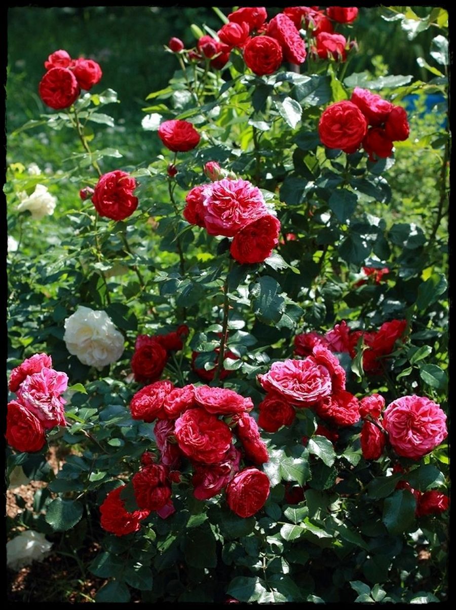 Piano róże wielkokwiatowe